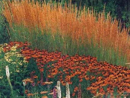 Helenium цвете засаждане, отглеждане, грижи и размножаване