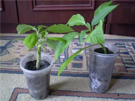 Miracle Flower - Brugmansia, hogyan növekszik a lakásban, és a kertben a szabadban