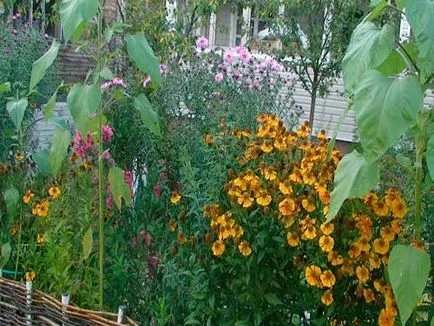 Helenium цвете засаждане, отглеждане, грижи и размножаване