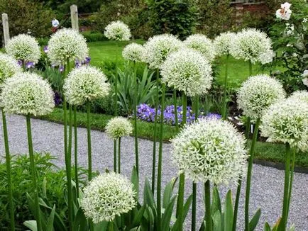 plantare de flori Allium și de îngrijire în câmp deschis ca o fotografie plantă