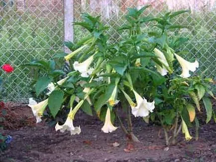 Miracle Flower - Brugmansia, hogyan növekszik a lakásban, és a kertben a szabadban