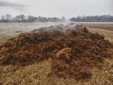 Ce să aleagă în loc de gunoi de grajd pentru fertilizarea