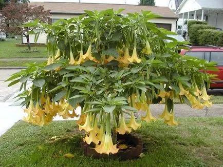 Miracle Flower - Brugmansia, hogyan növekszik a lakásban, és a kertben a szabadban