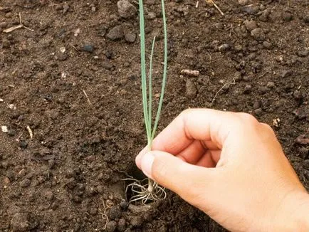 plantare de flori Allium și de îngrijire în câmp deschis ca o fotografie plantă