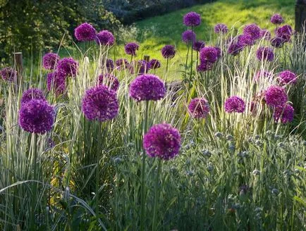 plantare de flori Allium și de îngrijire în câmp deschis ca o fotografie plantă