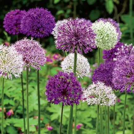 plantare de flori Allium și de îngrijire în câmp deschis ca o fotografie plantă