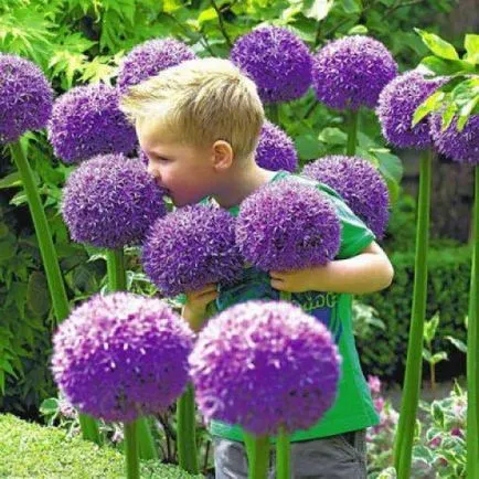 plantare de flori Allium și de îngrijire în câmp deschis ca o fotografie plantă