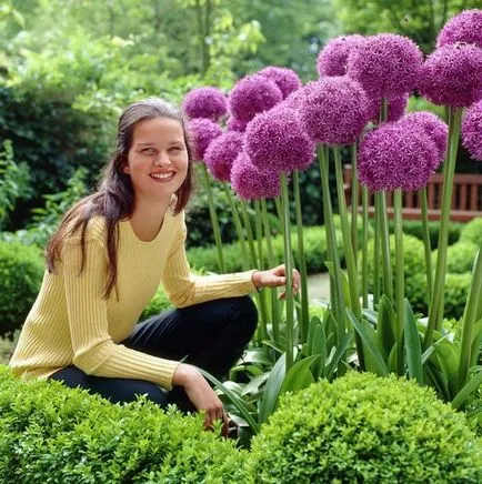 plantare de flori Allium și de îngrijire în câmp deschis ca o fotografie plantă