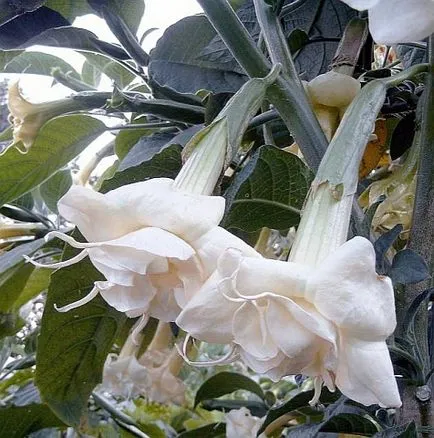 Чудото на цветя - Brugmansia, как да се развива в апартамента и в градината на открито