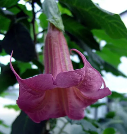 Miracle Flower - Brugmansia, hogyan növekszik a lakásban, és a kertben a szabadban