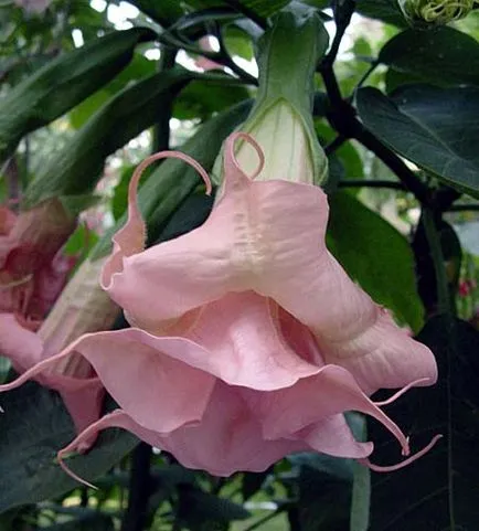 Miracle Flower - Brugmansia, hogyan növekszik a lakásban, és a kertben a szabadban