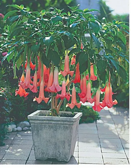 Чудото на цветя - Brugmansia, как да се развива в апартамента и в градината на открито