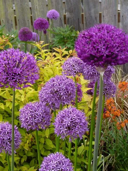 plantare de flori Allium și de îngrijire în câmp deschis ca o fotografie plantă