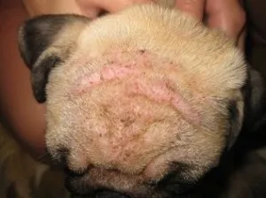 Лечение на акне в кучета, снимки и симптоми