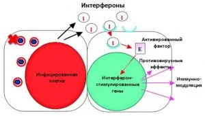 Действието на интерферон механизъм, защита клетки от инфекция