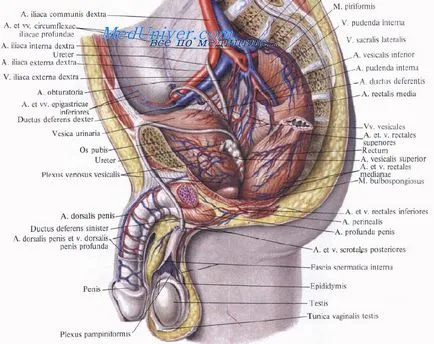 Diagnosticul de strangulări rectale