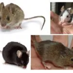 Casa Mouse pentru copii - poze si descriere