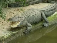 Housecat rupt doi crocodili (video) știri șapte zile pe săptămână •
