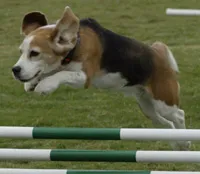 Два урока Agility