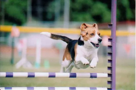 Два урока Agility