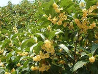 Етеричното масло от Osmanthus