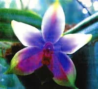 Phalaenopsis orhidee este ca un fluture