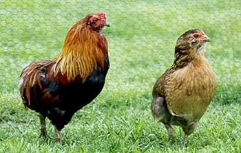 Ejmeriozy (кокцидиоза) пилета, omedvet