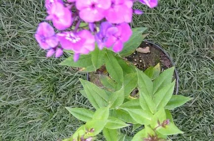 Phlox paniculata ültetés és gondozás, fotó és videó tippeket