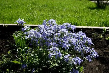 Phlox paniculata ültetés és gondozás, fotó és videó tippeket