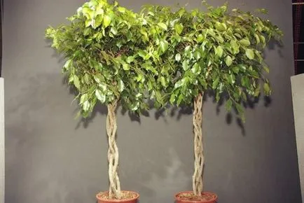 Ficus грижи benjamina у дома