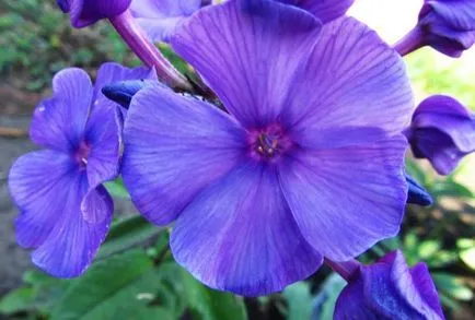 Phlox paniculata ültetés és gondozás, fotó és videó tippeket