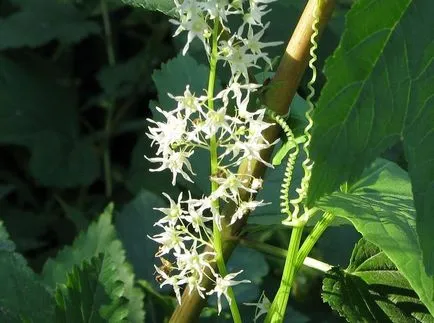 Echinocystis снимки и видове, отглеждане и грижи за растенията