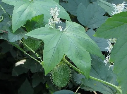 Echinocystis снимки и видове, отглеждане и грижи за растенията