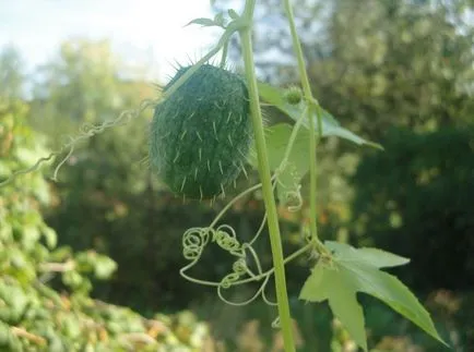 fotografii Echinocystis și specii, cultivarea și îngrijirea plantelor