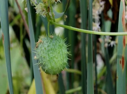 Echinocystis снимки и видове, отглеждане и грижи за растенията