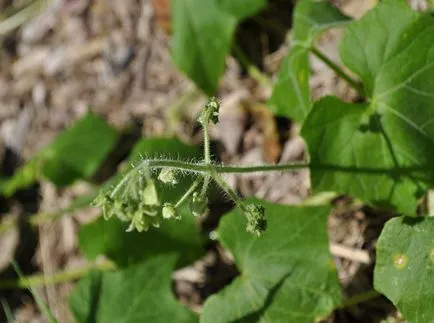 fotografii Echinocystis și specii, cultivarea și îngrijirea plantelor