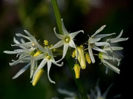 Echinocystis снимки и видове, отглеждане и грижи за растенията