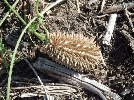 fotografii Echinocystis și specii, cultivarea și îngrijirea plantelor