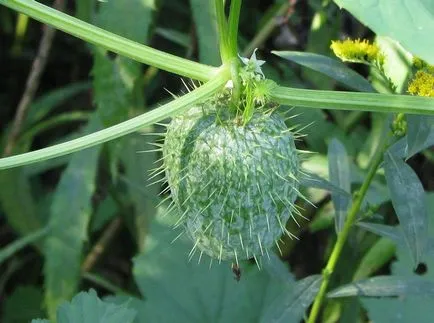 fotografii Echinocystis și specii, cultivarea și îngrijirea plantelor