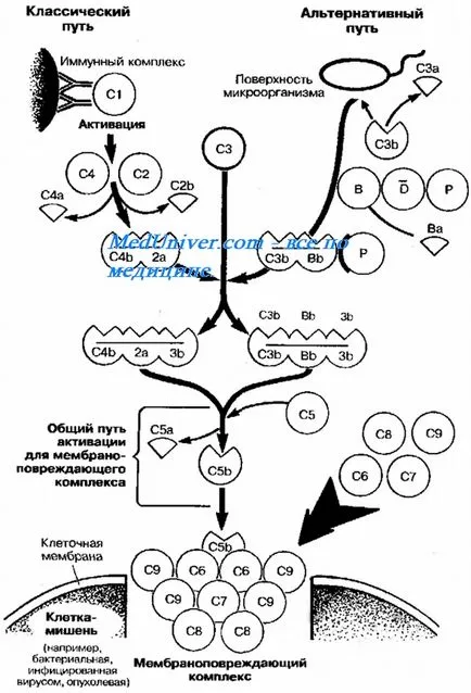 Tényezők immunbiológiai ellenállás