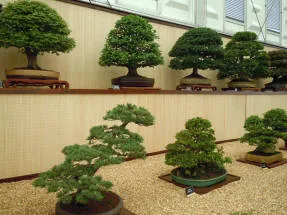 Arta de a bonsai idealizat armonia naturii