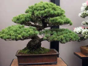 Arta de a bonsai idealizat armonia naturii