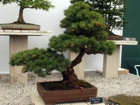 Arta de a bonsai idealizat armonia naturii