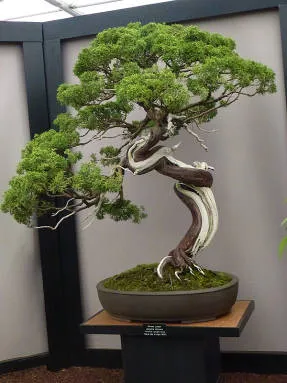 Arta de a bonsai idealizat armonia naturii