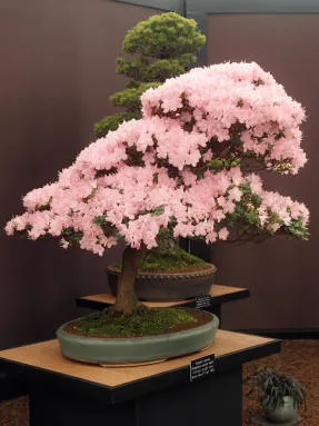 Arta de a bonsai idealizat armonia naturii