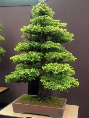 Arta de a bonsai idealizat armonia naturii