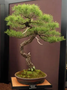 Arta de a bonsai idealizat armonia naturii