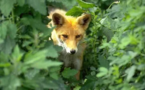 Интересно е да се знае лисицата