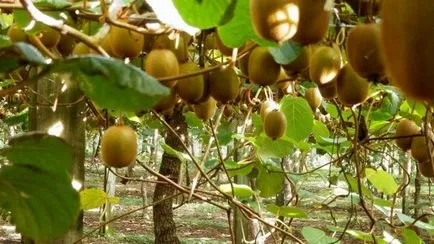 Érdekes tények a kiwi