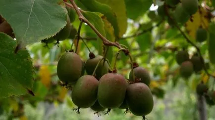 Érdekes tények a kiwi